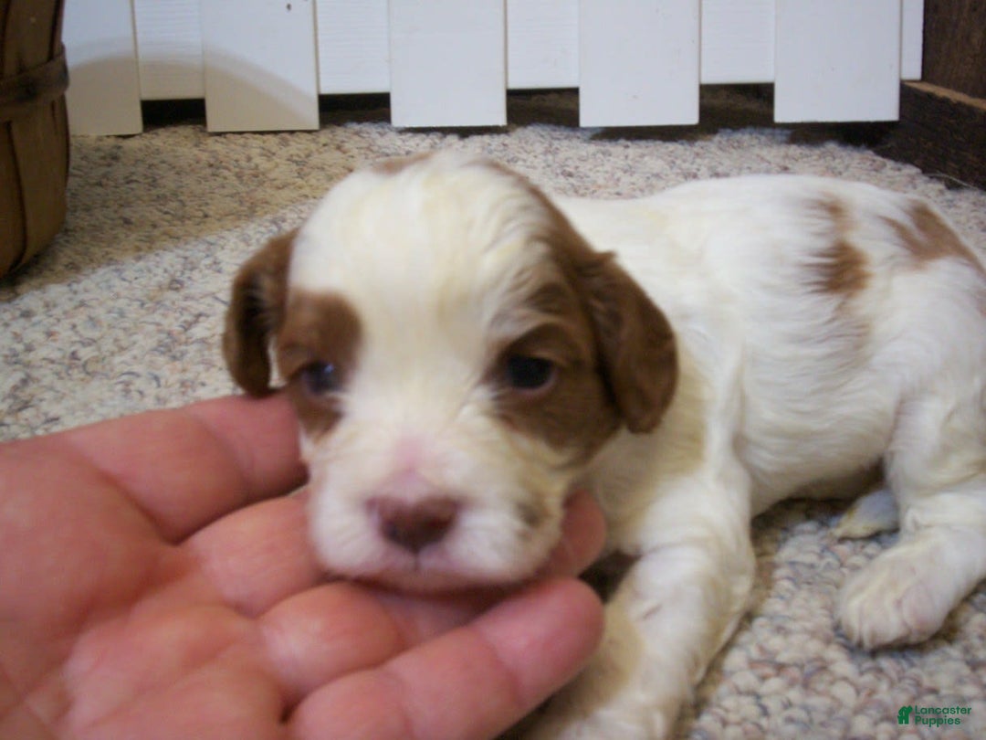 Cavapoo dogs for sale: Penny - Image 2