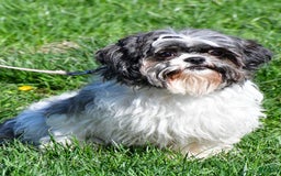 Shih Tzu dogs for sale: Beth - Image 15