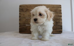 Teddy Bear dogs for sale: Karter - Image 5