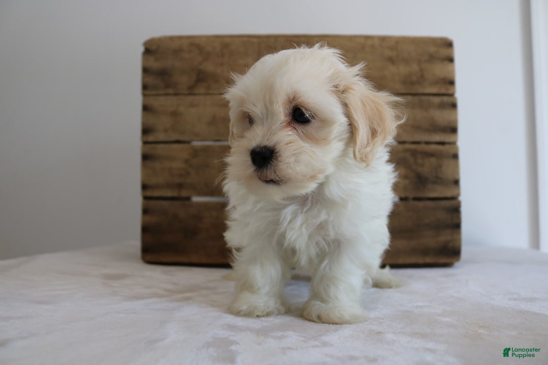 Teddy Bear dogs for sale: Karter - Image 5