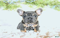 French Bulldog dogs for sale: Dory - Image 1