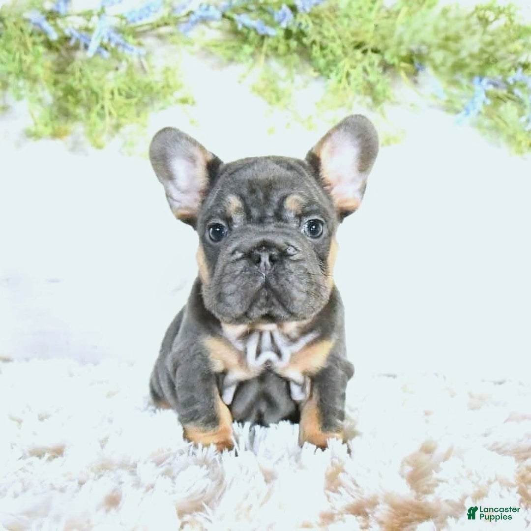 French Bulldog dogs for sale: Dory - Image 1
