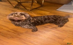 Cockapoo dogs for sale: Ben - Image 2