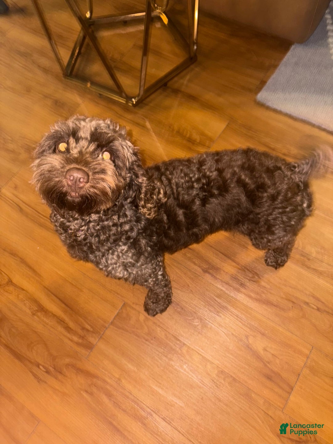 Cockapoo dogs for sale: Ben - Image 2