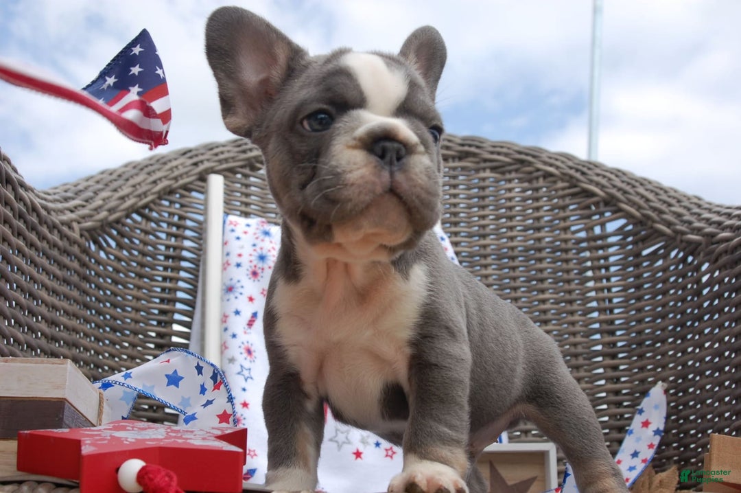 French Bulldog dogs for sale: Nate - Image 15