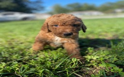Goldendoodle dogs for sale: Red Collar - Image 3