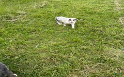 Australian Shepherd dogs for sale: Jojo - Image 10