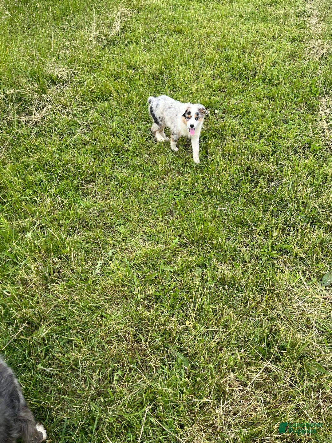 Australian Shepherd dogs for sale: Jojo - Image 10