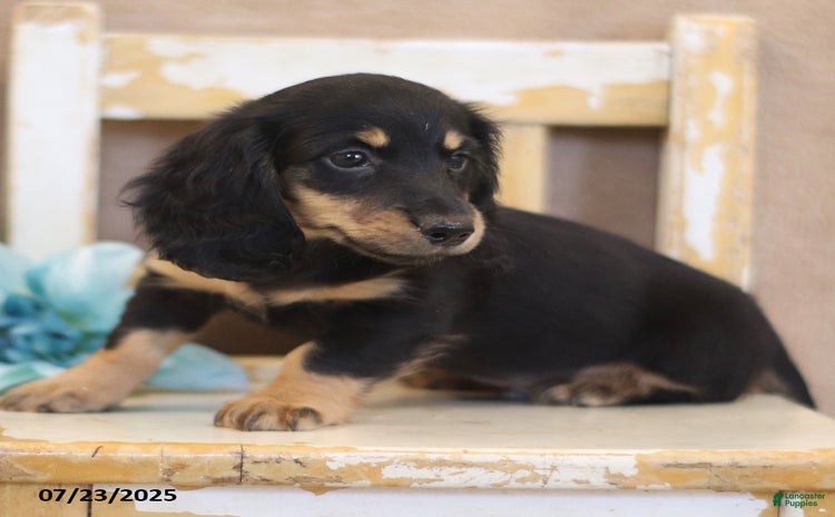 Miniature Dachshund dogs for sale - Ad 4