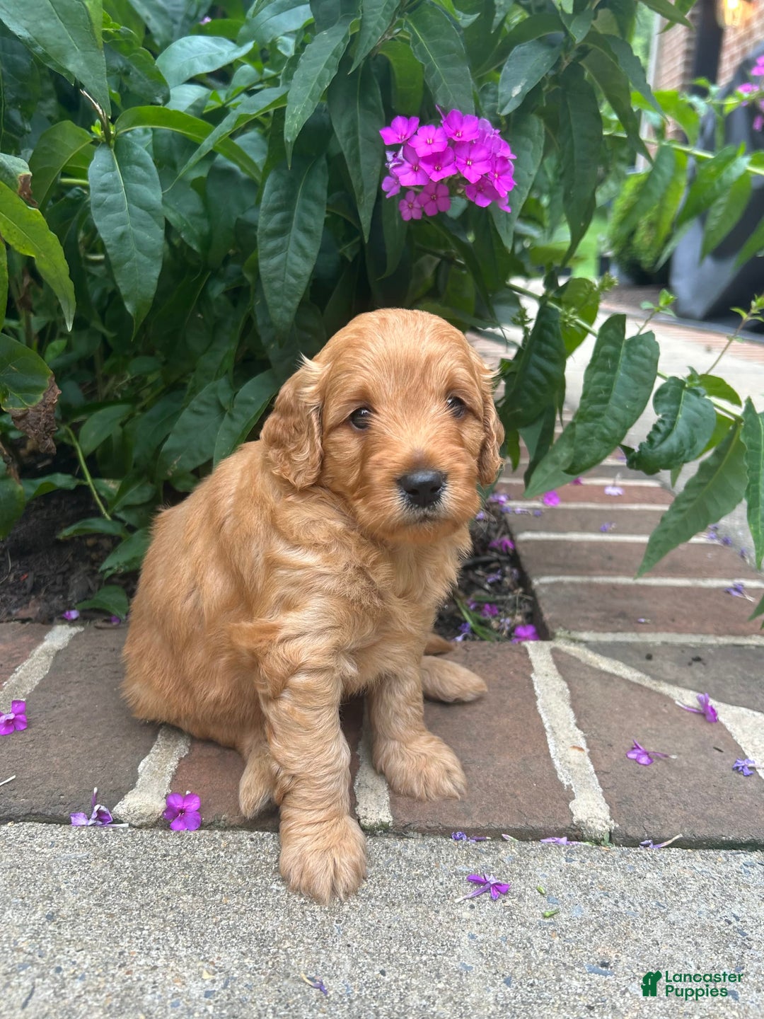 Mini Goldendoodle dogs for sale: Patterson - Image 2