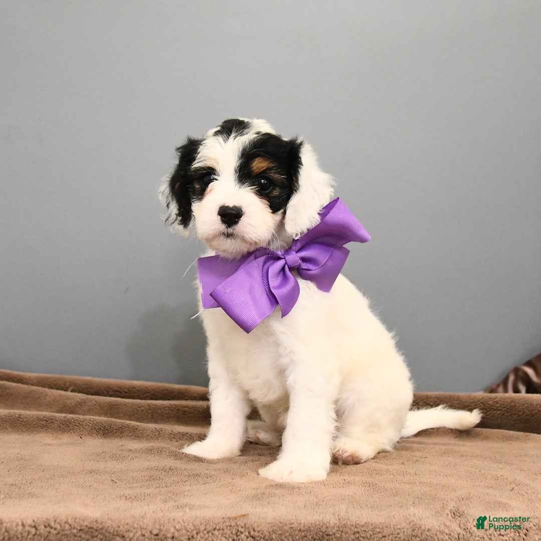 Cavapoo dogs for sale: Coconut - Image 3