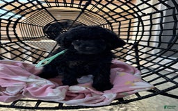 Miniature Poodle dogs for sale: Wolverine - Image 7