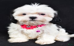 Shih Tzu dogs for sale: Tammy - Image 4