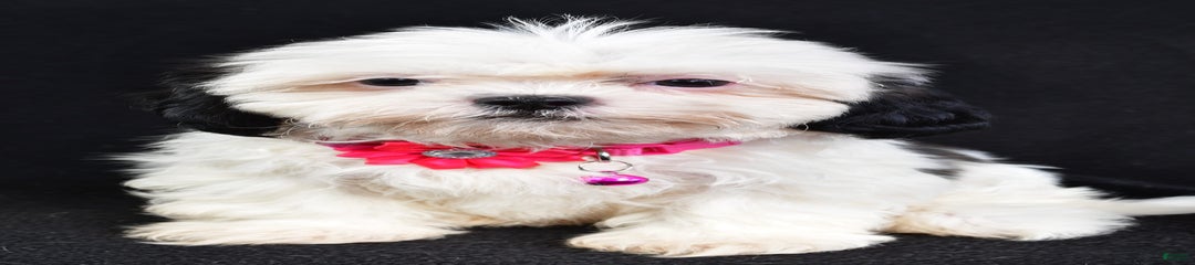 Tammy