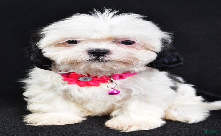 Shih Tzu dogs for sale - Ad 1