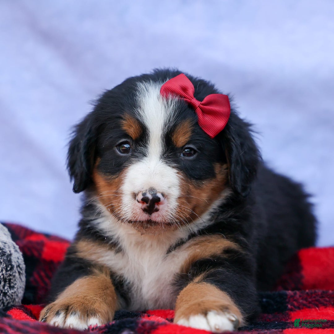 Bernese Mountain Dog dogs for sale: Simon - Image 18