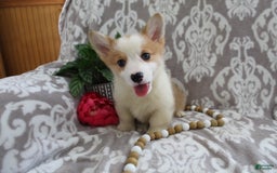 Welsh Corgi Pembroke dogs for sale: Kory - Image 2