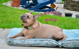 Frenchton dogs for sale: Willy - Image 4