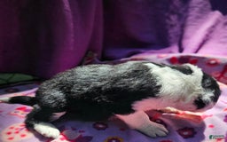Border Collie dogs for sale: Ellie - Image 22
