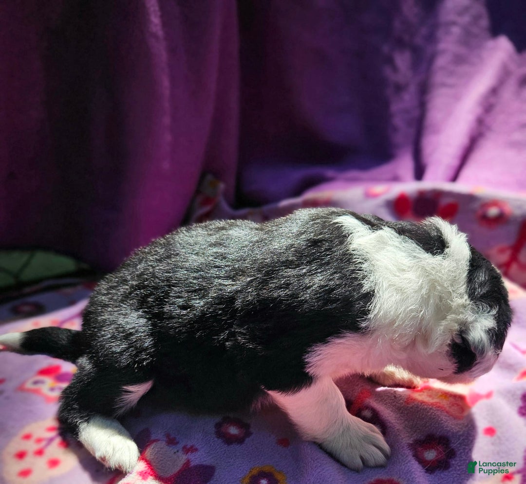 Border Collie dogs for sale: Ellie - Image 22