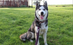 Siberian Husky dogs for sale: Alaska - Image 18
