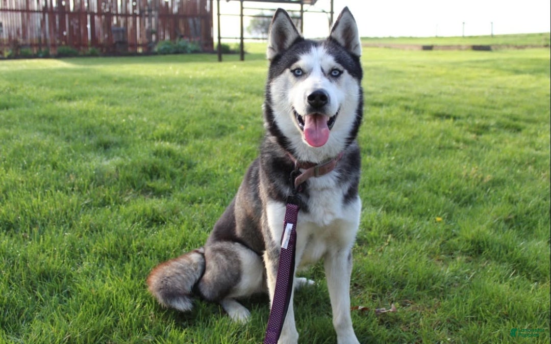 Siberian Husky dogs for sale: Alaska - Image 18