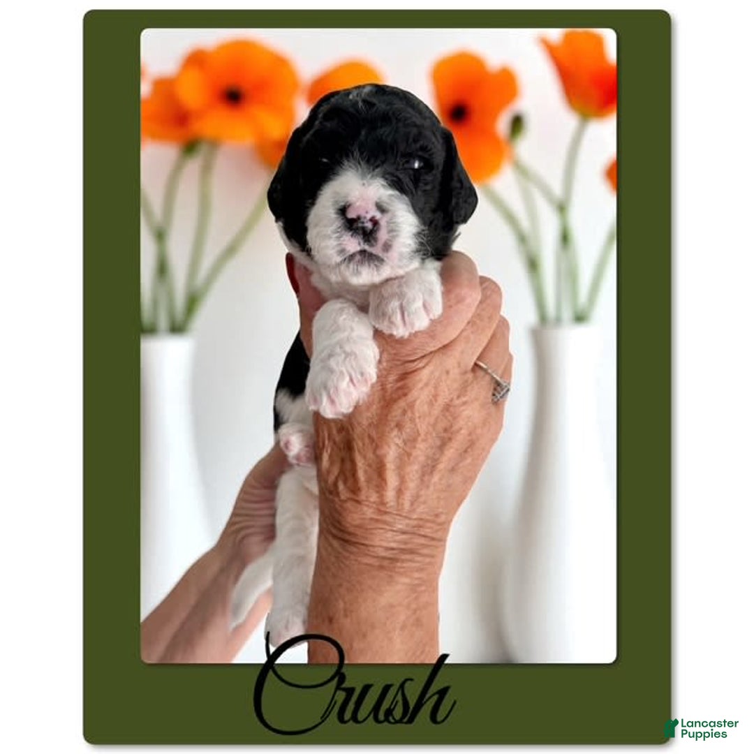 Bernedoodle dogs for sale: Crush - Image 5