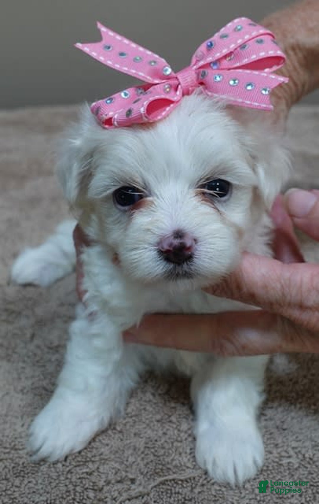 Maltese dogs for sale: Tessa - Image 2