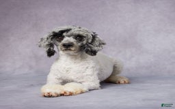 Mini Bernedoodle dogs for sale: Clara - Image 7