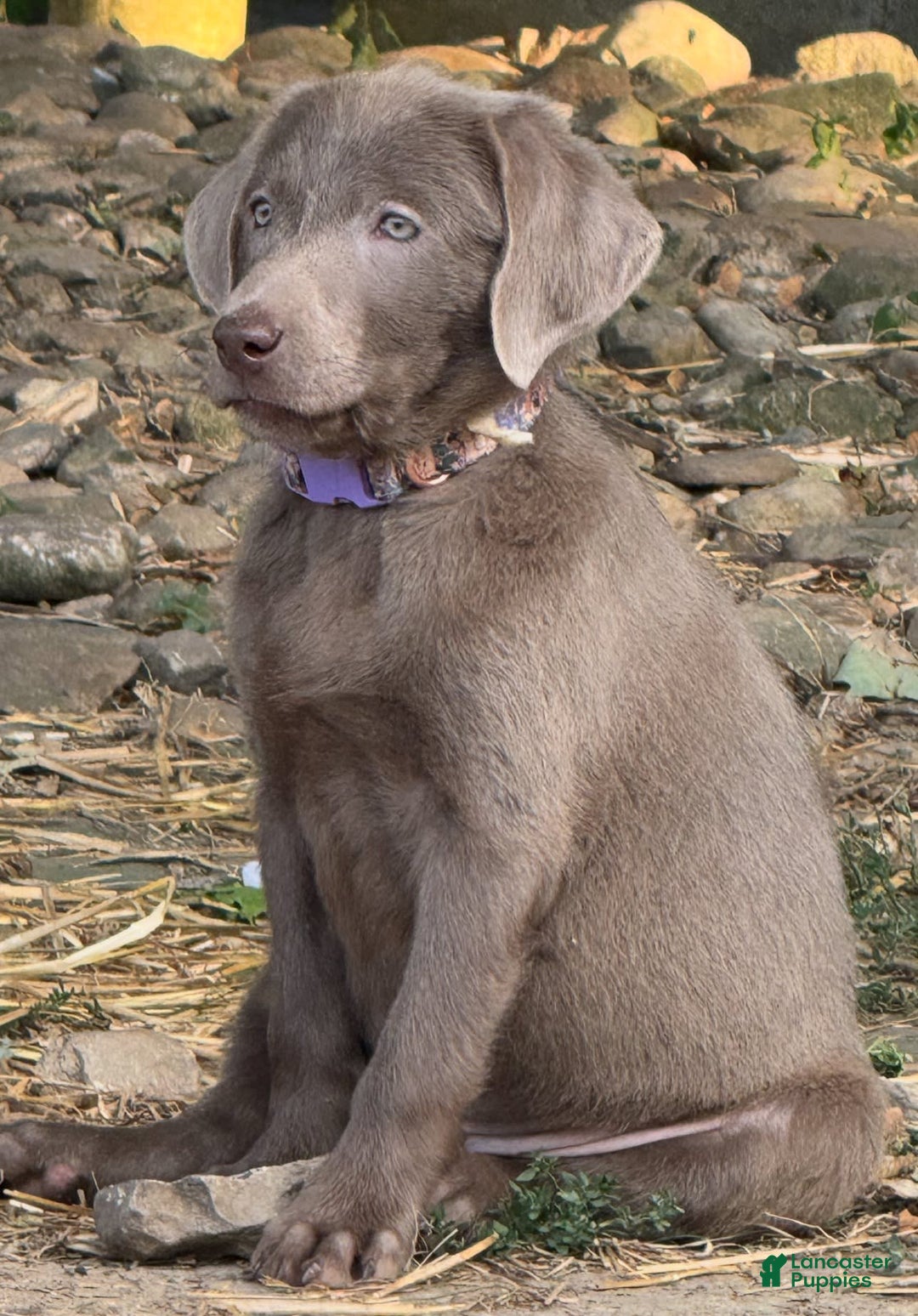 Labrador Retriever dogs for sale: Suger - Image 3