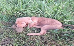 Bloodhound dogs for sale: Orange - Image 5