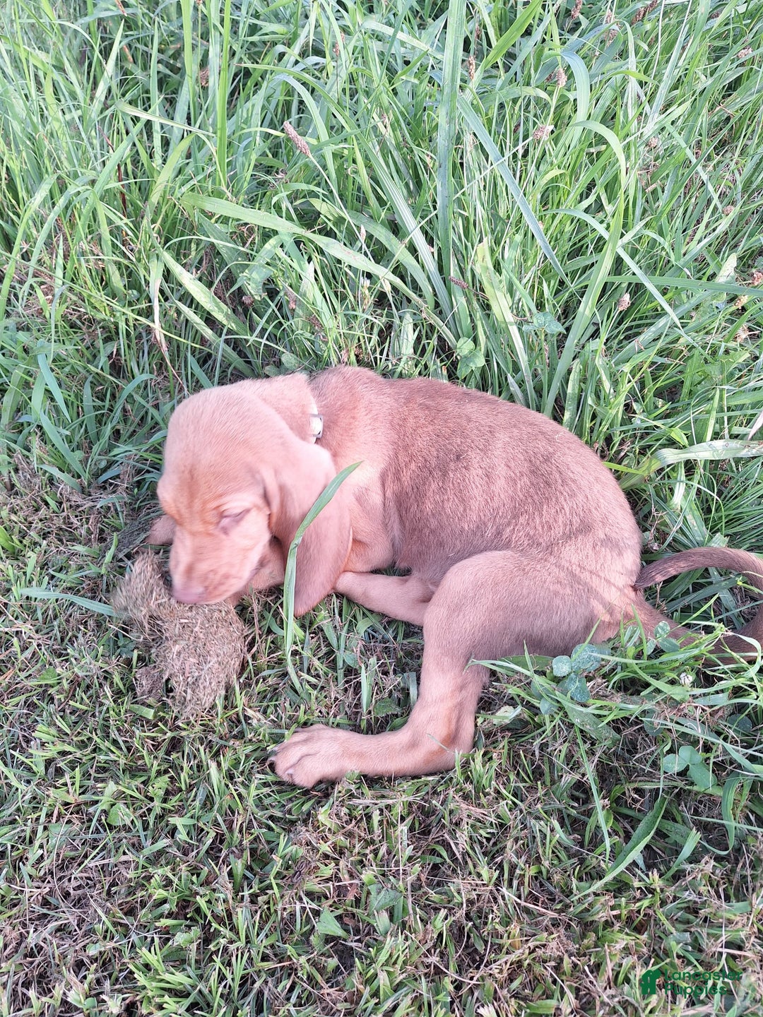 Bloodhound dogs for sale: Orange - Image 5