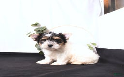 Biewer Terrier dogs for sale: Archie - Image 2