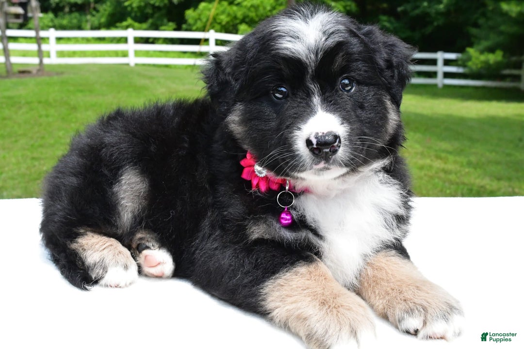 Miniature Australian Shepherd dogs for sale: Jenny - Image 1