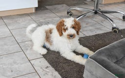 Goldendoodle dogs for sale: Scout - Image 2