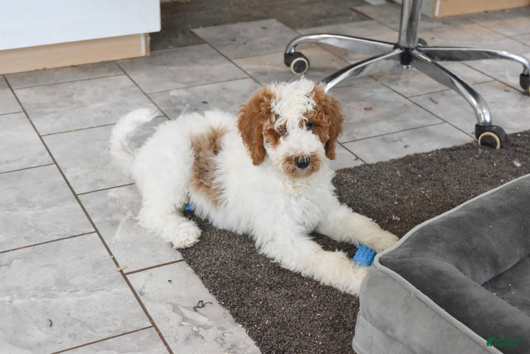 Goldendoodle dogs for sale: Scout - Image 2