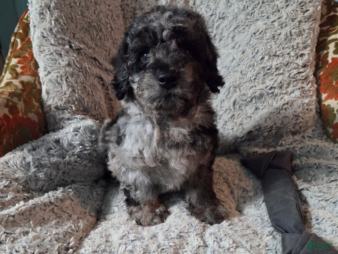 Miniature Poodle dogs for sale: Romeo - Image 2