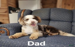 Mini Bernedoodle dogs for sale: Mason - Image 4