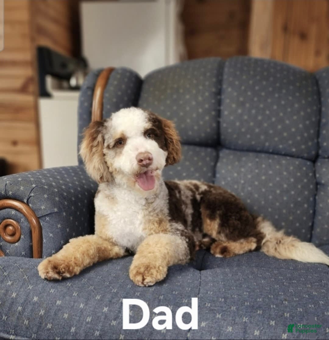 Mini Bernedoodle dogs for sale: Mason - Image 4