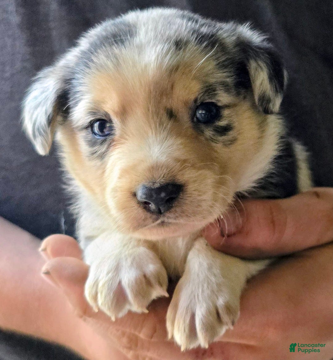Miniature Australian Shepherd dogs for sale: Lucas - Image 5