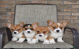 Welsh Corgi Pembroke dogs for sale: Connor - Image 6