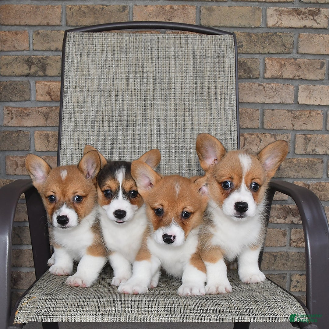 Welsh Corgi Pembroke dogs for sale: Connor - Image 6