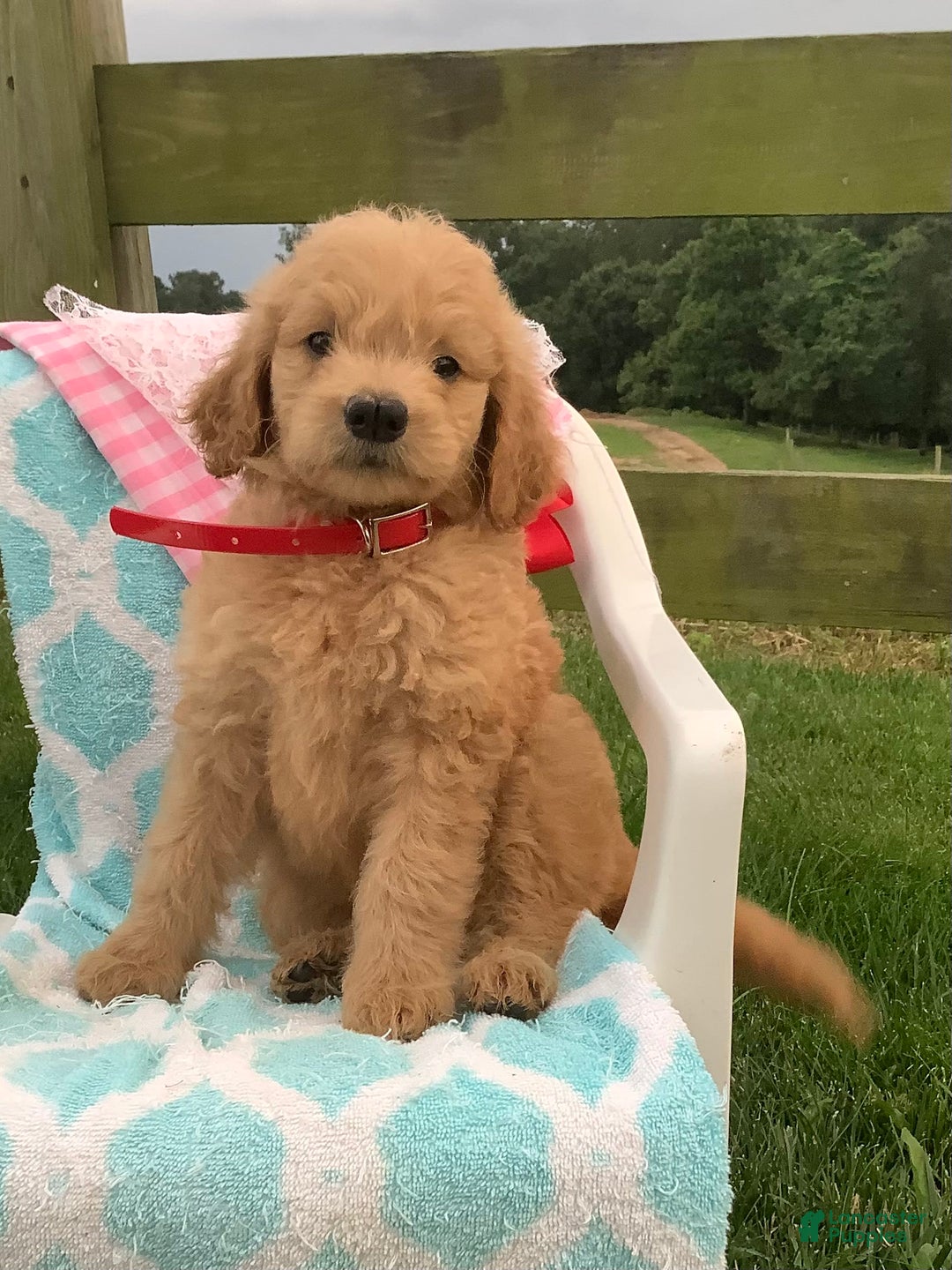 Goldendoodle dogs for sale: Sandy-f1b Goldendoodle - Image 4
