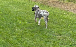 Great Dane dogs for sale: Heather - Image 9
