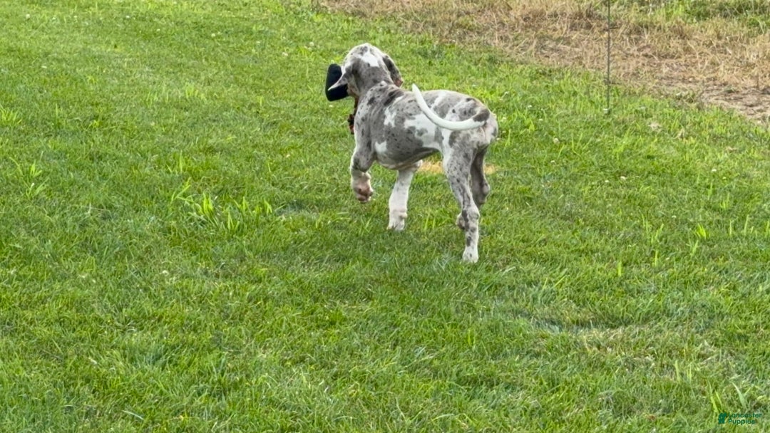 Great Dane dogs for sale: Heather - Image 9