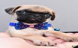 Pug dogs for sale: Pug 2 puppies - Image 2