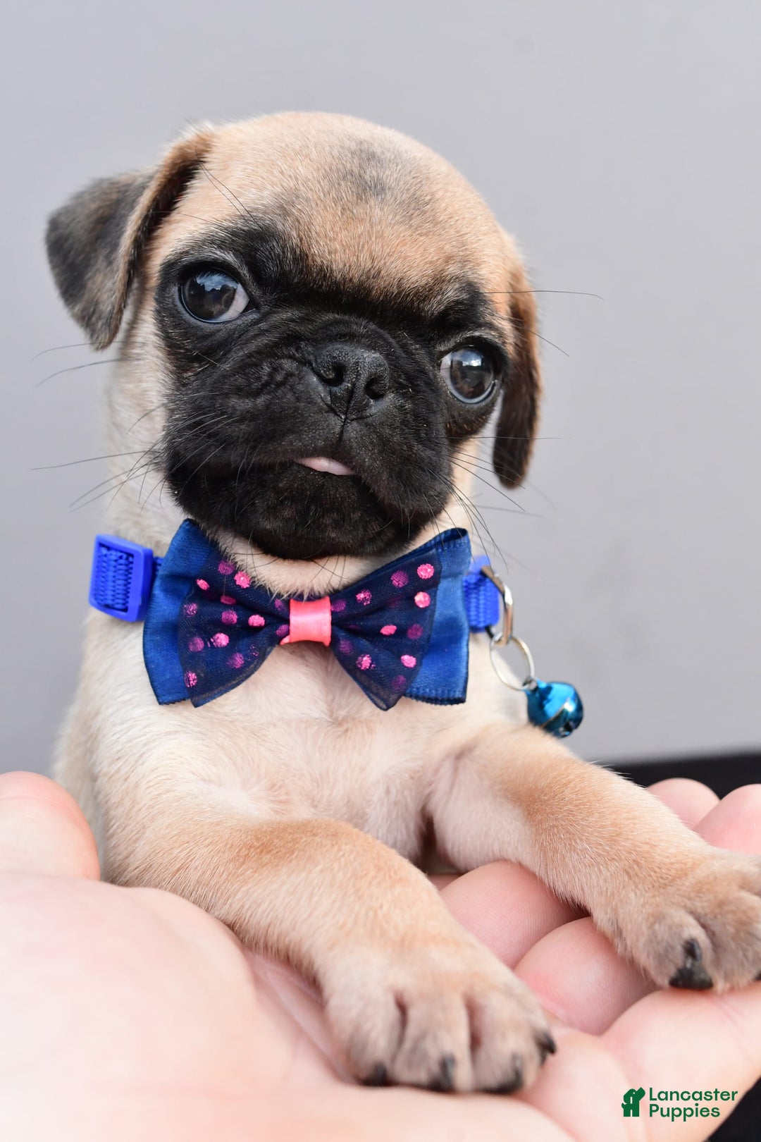 Pug dogs for sale: Pug 2 puppies - Image 2