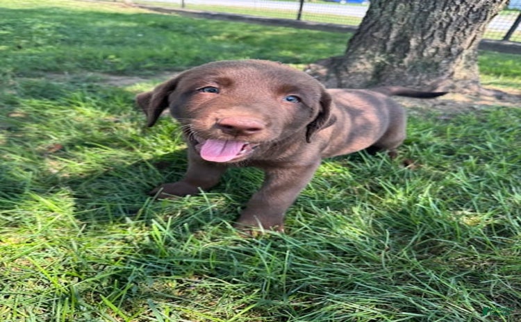 Labrador Retriever dogs for sale - Ad 2
