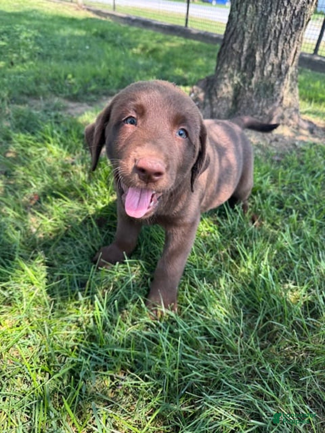 Labrador Retriever dogs for sale: Skylar - Image 1