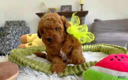 Toy Poodle dogs for sale: Jack - Image 3